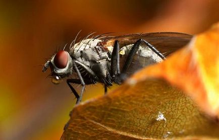 Мухите, интересни факти за мухи, се хранят с мухи, отколкото се раждат муха храна ухапване пред буря,