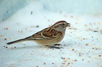 Наблюдение на птици през зимата и есента