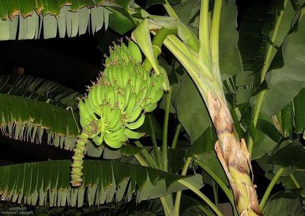 Какво растат банани