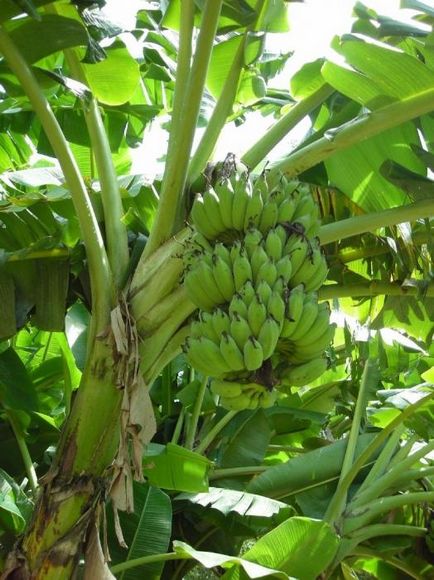 Какво растат банани на палмово дърво, а не дори и на дървото