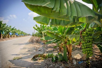 Какво растат банани на палмово дърво, а не дори и на дървото