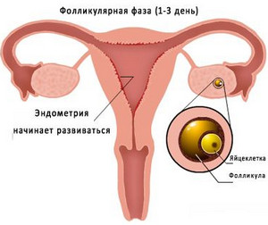 На кой ден от цикъла при жените и увеличаване на фоликуларната фаза прогестерон