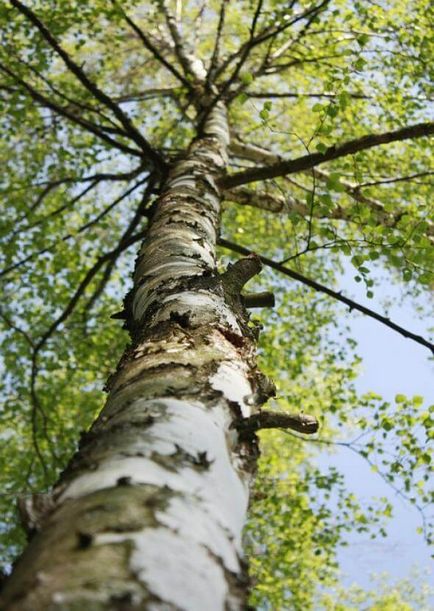 Фолк средства за отслабване pohudeyka (отслабване) Народни средства за отслабване, pohudeyka
