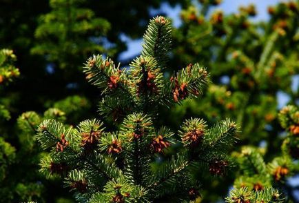 Фолк средства за отслабване pohudeyka (отслабване) Народни средства за отслабване, pohudeyka
