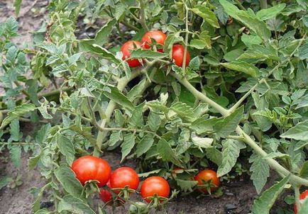 Фолк средства за края на бич на домати, отколкото да обработва домати, как да се борим с наркотиците