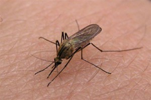 Фолк средства за ухапване от комари