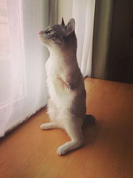 Необичайни Cat - Star Instagram - хумор FM - Главен за хумор