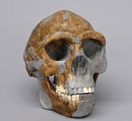 Ape и първите древните хора