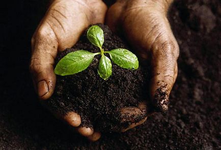 Обеззаразяване на земята преди засаждане на разсад от и как да се отнасяме почвата