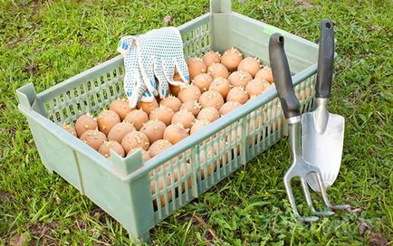 Potato Обработка калиев перманганат, за да расте градина!