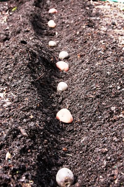 Potato Обработка калиев перманганат, за да расте градина!