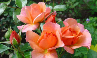Обрязването спрей рози с указания и подходящи препоръки