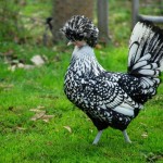Преглед джуджета пилета видове декоративни камъни, характеристики, снимки и видео