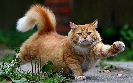 Какво котки ( Какво правят котките