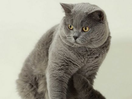 Какво котки (казват) Какво правят котките