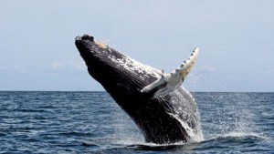 Какво пеене китове, домашни любимци