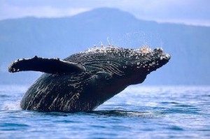 Какво пеене китове, домашни любимци