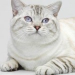 Цвят-точка - котка с цветни маркировки