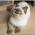 Цвят-точка - котка с цветни маркировки