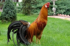 Описание порода пилета феникс в снимки и характеристики
