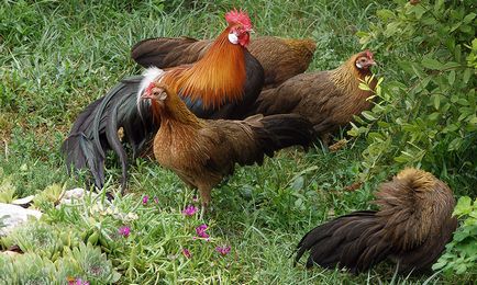 Описание порода пилета феникс в снимки и характеристики