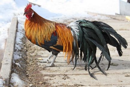 Описание порода пилета феникс с красива снимка на типичните й представители