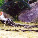 Описание порода пилета феникс с красива снимка на типичните й представители