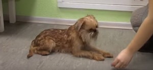 Описание на порода куче грифон отзиви и снимки на собствениците