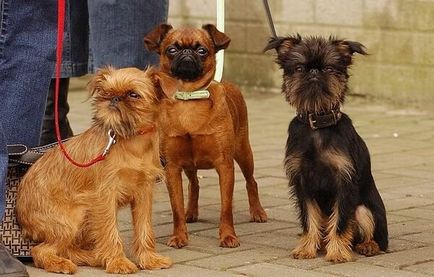 Описание на порода куче грифон отзиви и снимки на собствениците