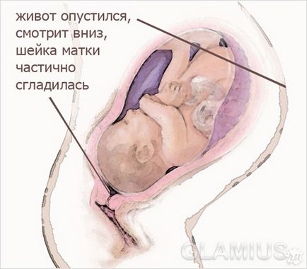 Долната част на корема преди раждането