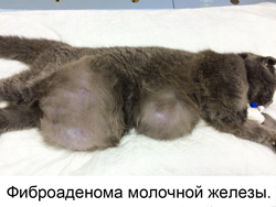Тумори на млечните жлези - котки