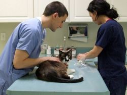 Тумори на млечната жлеза при котките