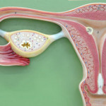 Основните причини за маточни фиброиди симптоми и патология