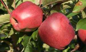 Основните вредители ябълкови дървета, как да се предпазват ябълкови дървета от насекоми, мръсен