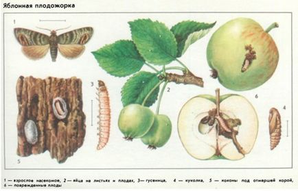 Основните вредители ябълкови дървета, как да се предпазват ябълкови дървета от насекоми, мръсен