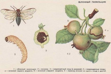 Основните вредители ябълкови дървета, как да се предпазват ябълкови дървета от насекоми, мръсен