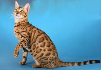 Особености на характера на котката Бенгалия