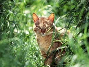 Къде е котката на планетата, мандалата на живот