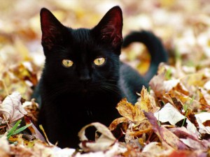 Къде е котката на планетата, мандалата на живот (котка) Къде е котката на планетата, мандалата на живот