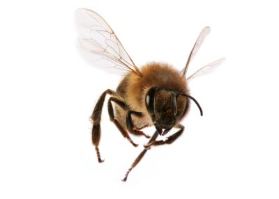 Bee - снимки за детски снимки