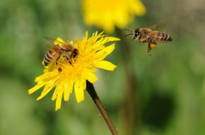 Bee - снимки за детски снимки