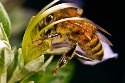 Bee - снимки за детски снимки