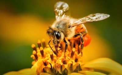 Bee - снимки за детски снимки