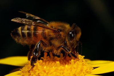 Bee - снимки за детски снимки