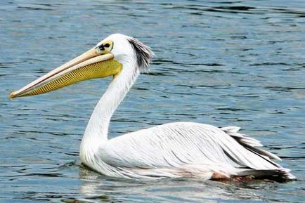 Pelican снимка (гнезда) Pelican Фото