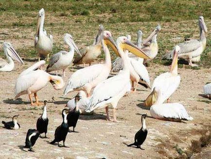 Pelican Фото