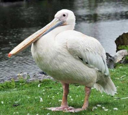 Pelican Фото