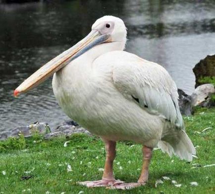 Pelican снимка (Pelican) Pelican Фото