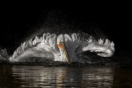 Пеликани, животински енциклопедия