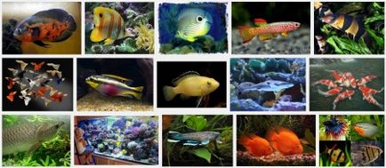 Първи стъпки към резервоара - от къде да започна аквариуми, аквариумни риби, растения, статии